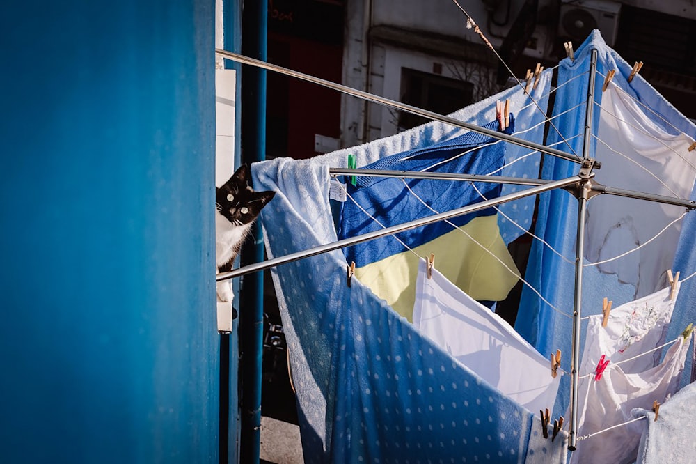 a black and white cat sitting on top of a blue tarp