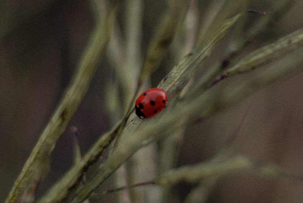 lady bug on leaf