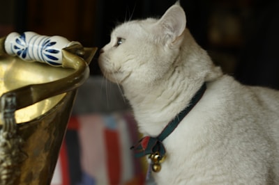 A sleek cat collar with a minimalist bell resting on a white marble surface.