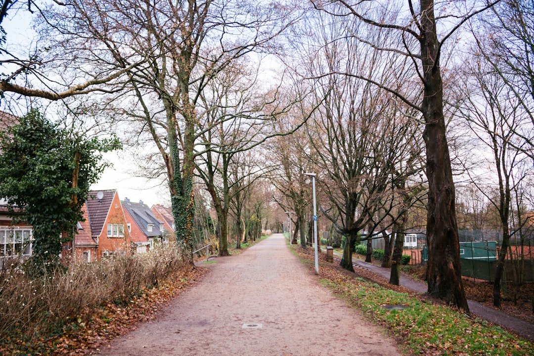 empty footpath between trees