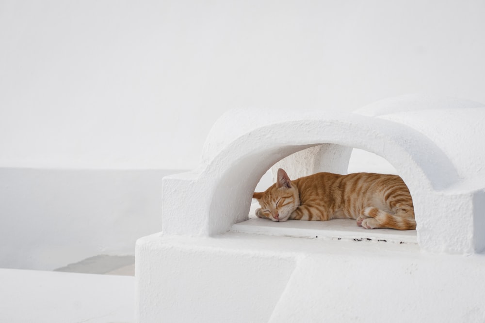 gato atigrado naranja en cueva de gato blanco