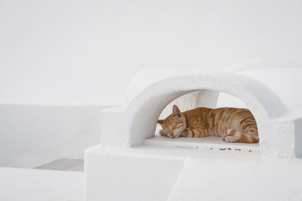 orange tabby cat on white cat cave