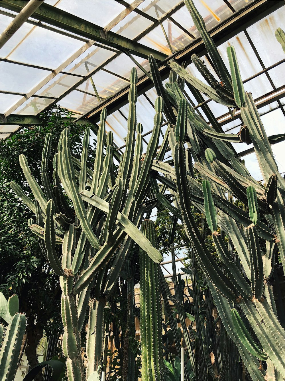 a group of cactus plants in a greenhouse