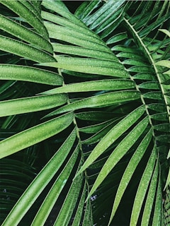 Close-up view of lush green palm leaves with droplets of water on the surface, creating a fresh and vibrant look.