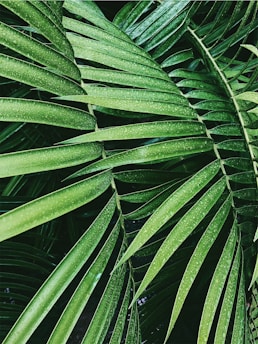 Close-up view of lush green palm leaves with droplets of water on the surface, creating a fresh and vibrant look.
