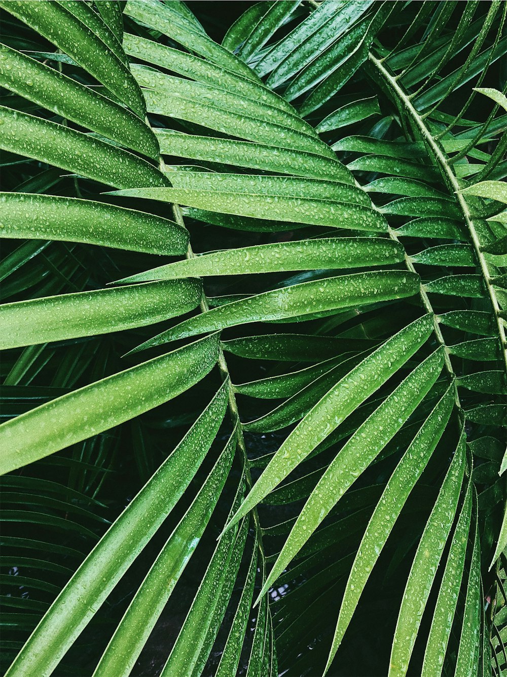 green palm leaves