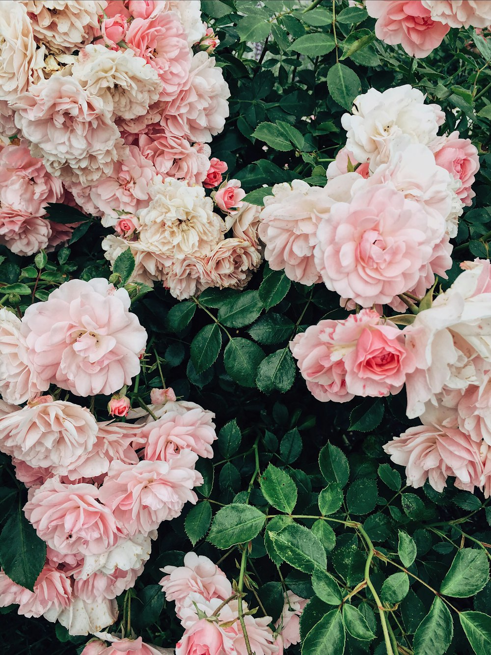 pink flowers during daytime