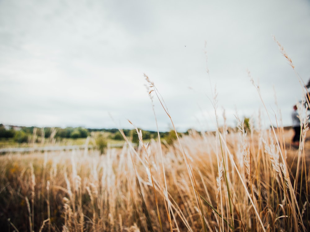 green wheat field during daytime