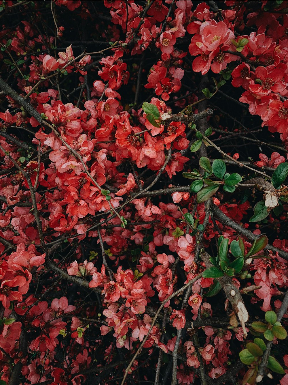 Foto de enfoque superficial de flores rojas