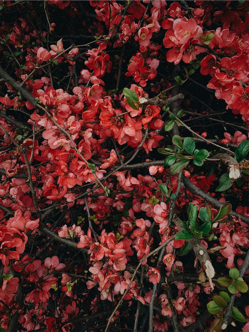 shallow focus photo of red flowers