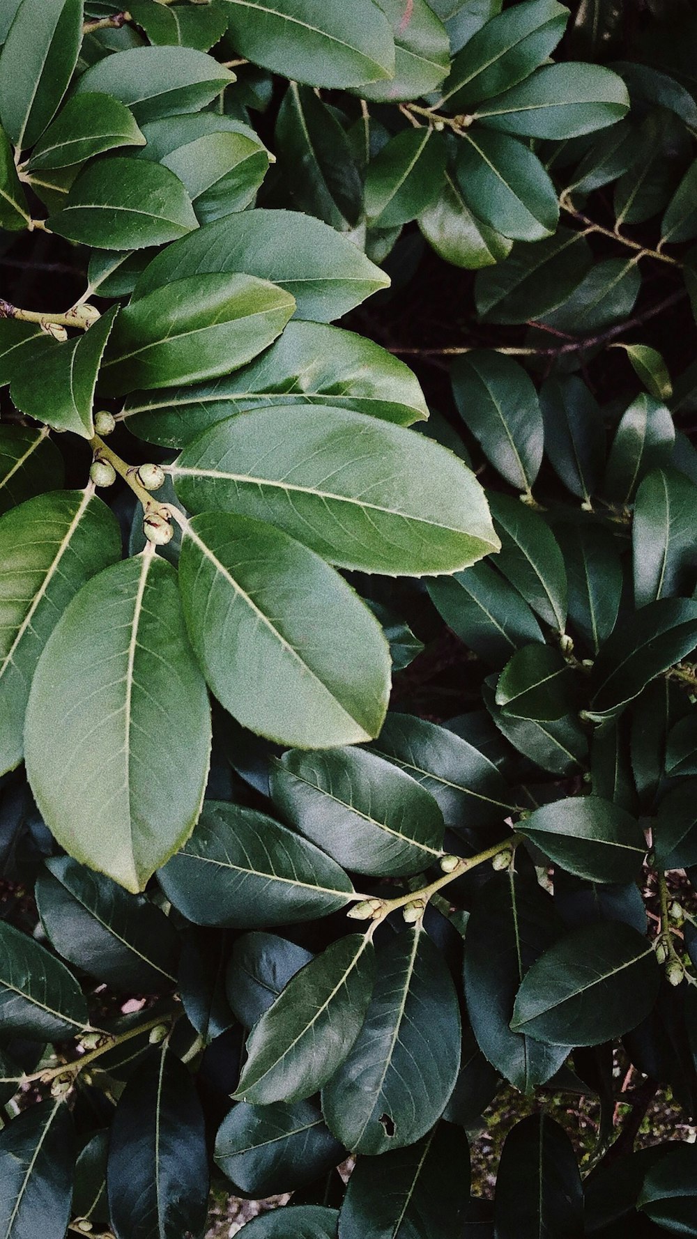 green leafed plant