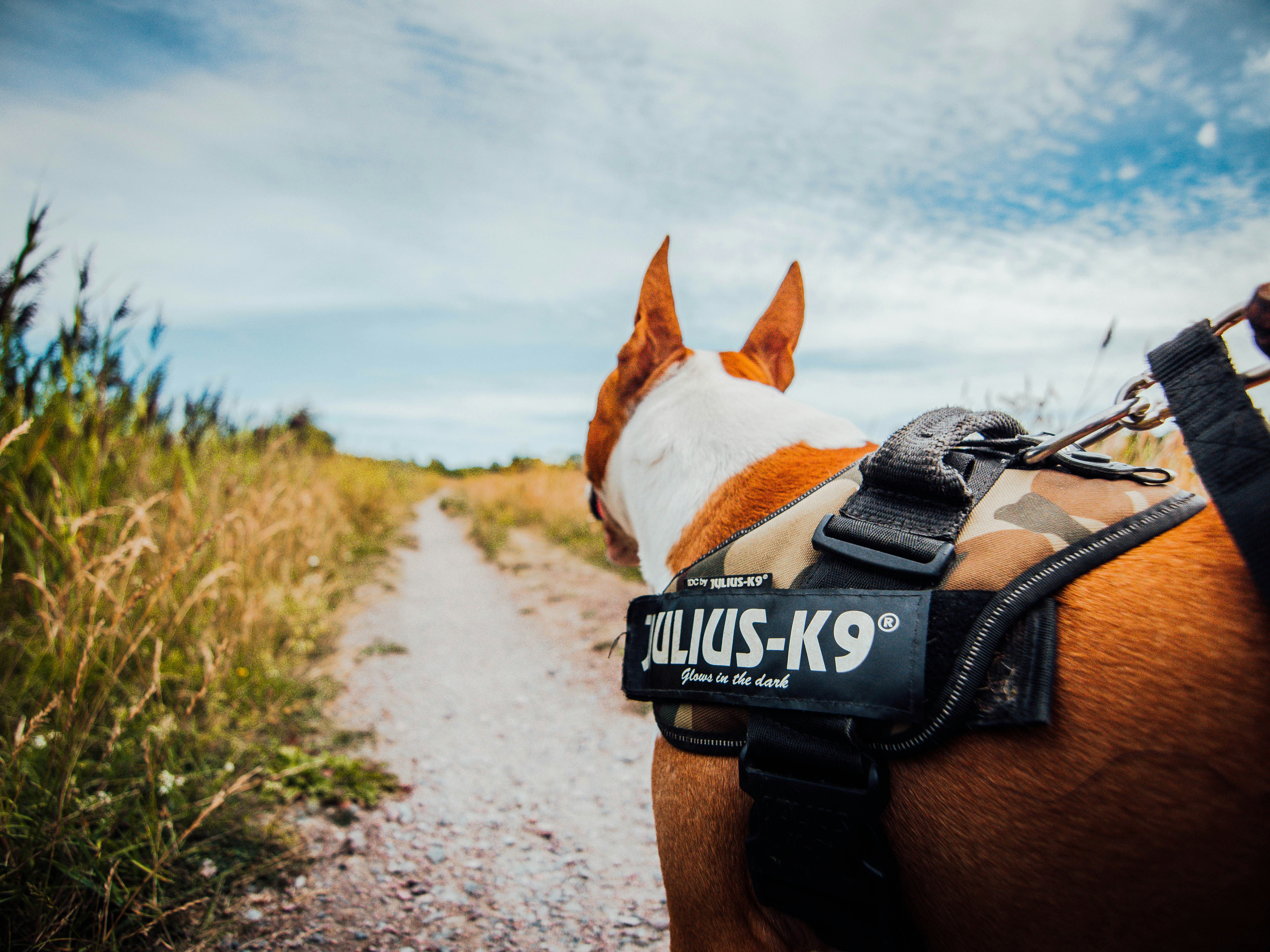 Premium Puppy Food & Gear