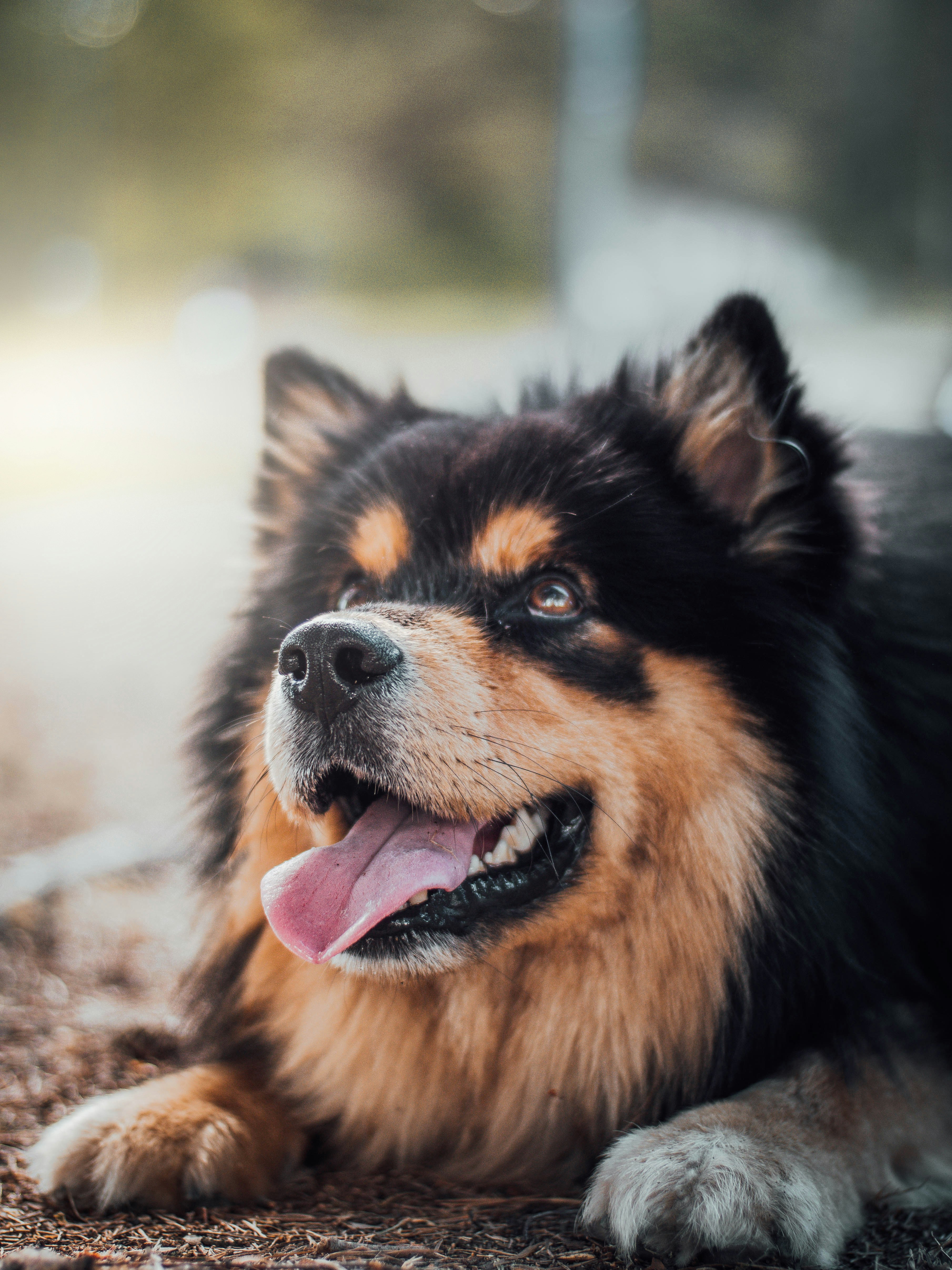 Premium Puppy Food & Gear