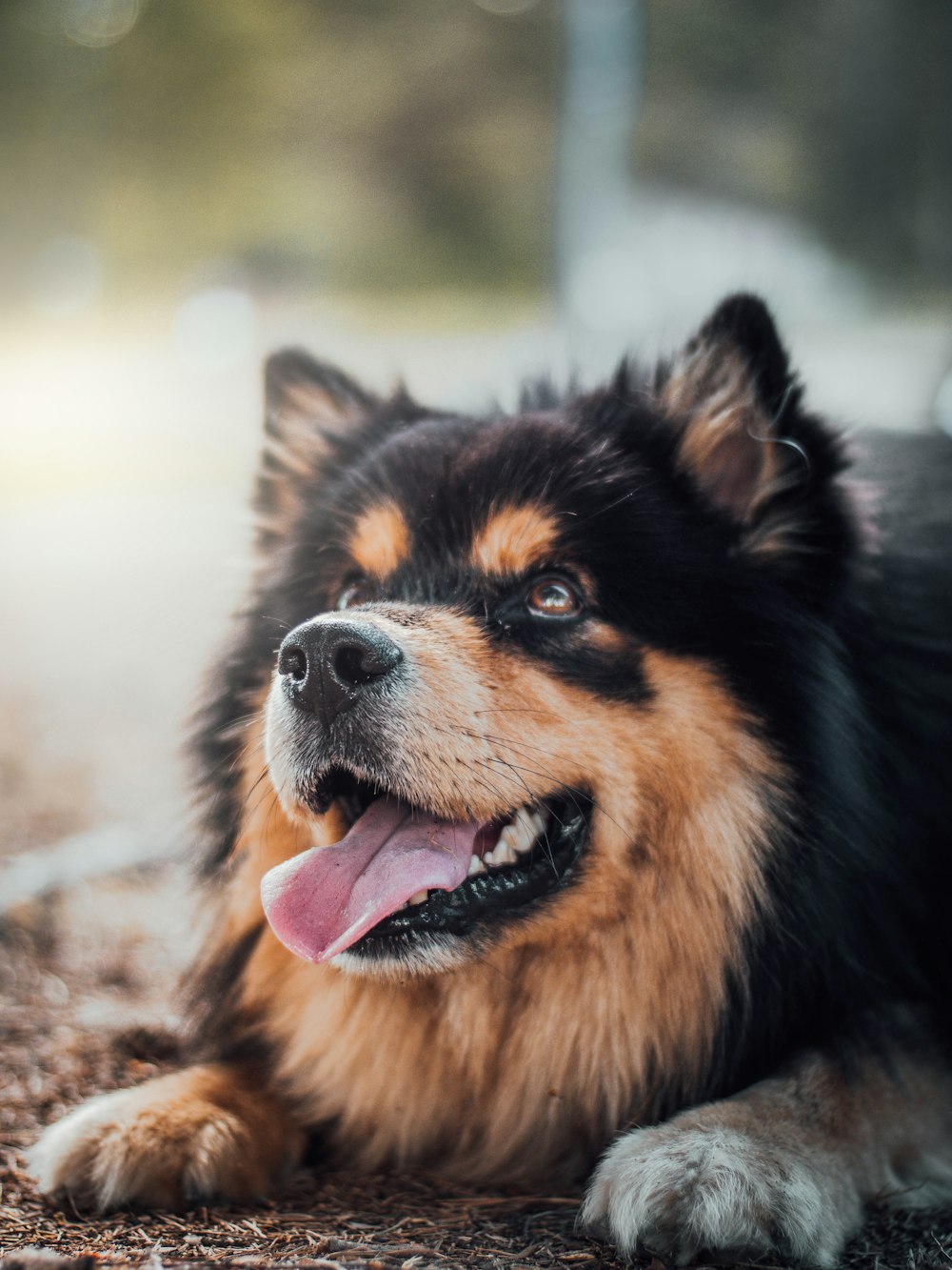 tan and black dog lying on ground