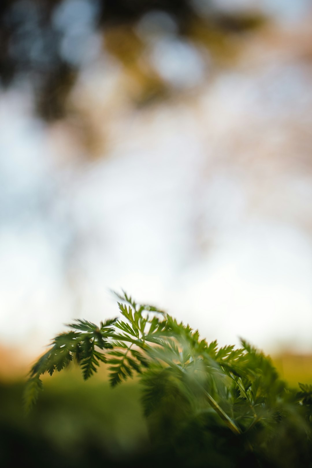 green leafed plant during daytime