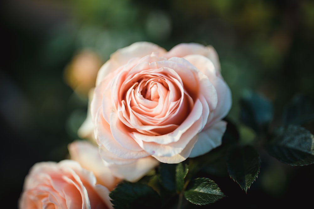 pink rose in bloom