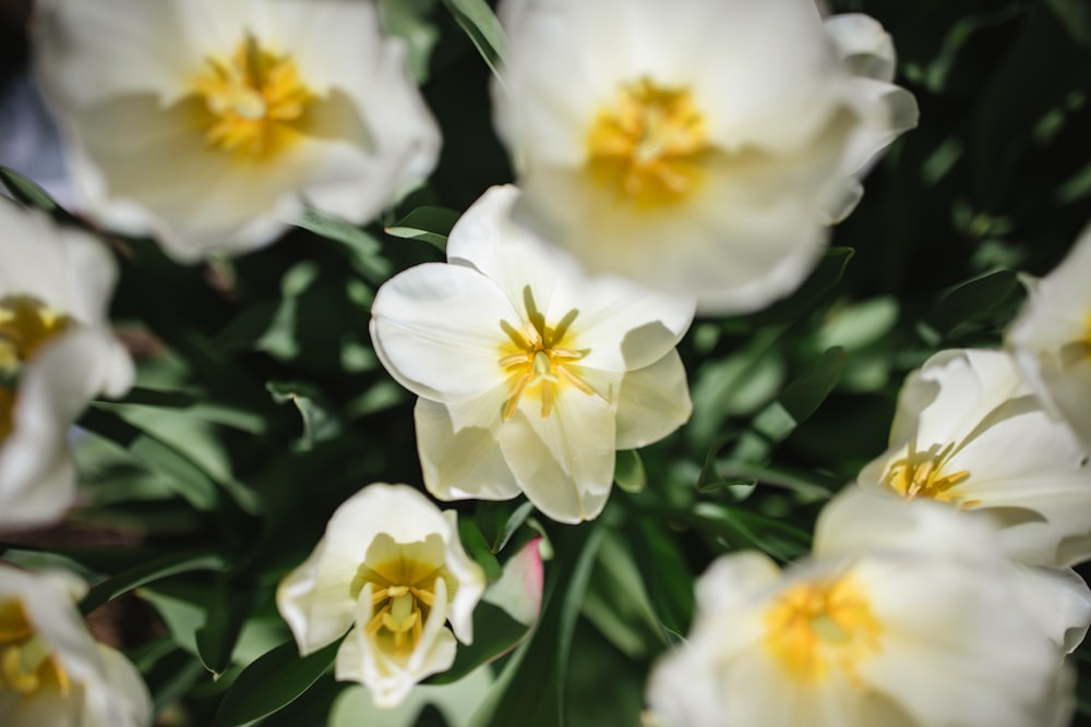 blooming white and yellow flowers