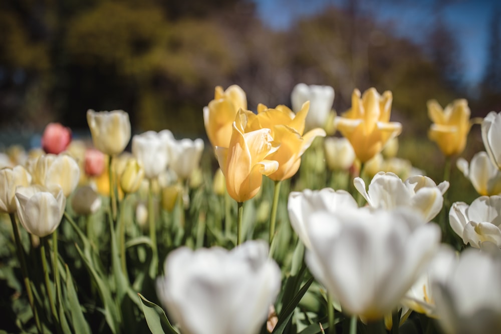 yellow and white blooming flowers in field