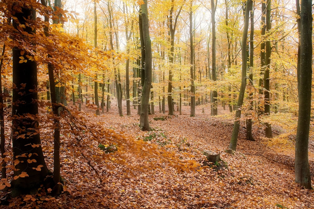 landscape photography of forest