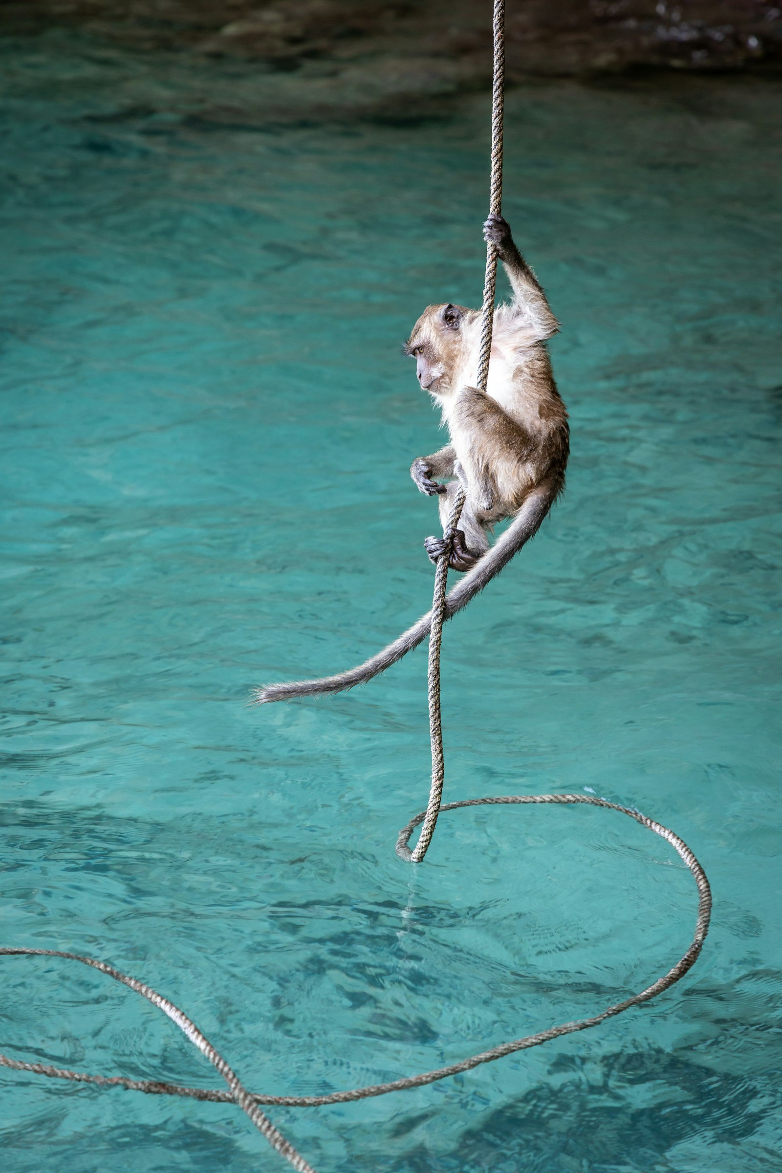 Canon RF 24-105mm F4L IS USM sample photo. Monkey hanging on rope photography
