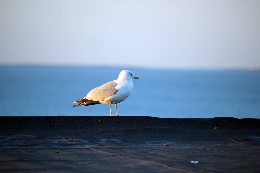 selective focus photography of gull