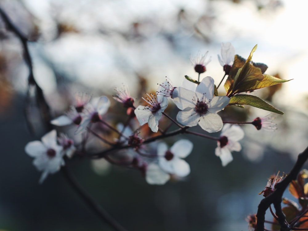 white petaled flowers