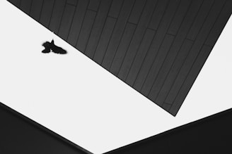 A black and white photograph featuring a bird in flight across a stark, angular architectural space. The image captures the bird silhouetted against the bright sky, framed by two dark, geometric structures converging, creating a sense of depth and contrast.