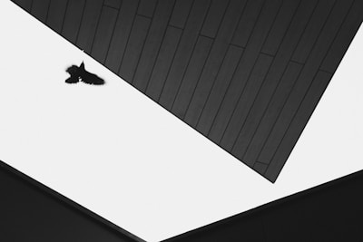 A black and white photograph featuring a bird in flight across a stark, angular architectural space. The image captures the bird silhouetted against the bright sky, framed by two dark, geometric structures converging, creating a sense of depth and contrast.