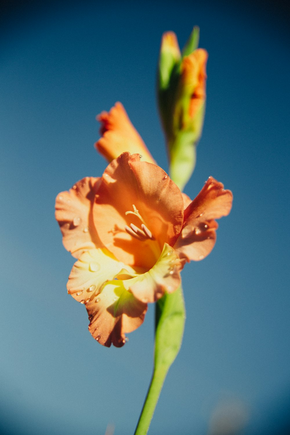 オレンジ色の花のセレクティブフォーカス撮影
