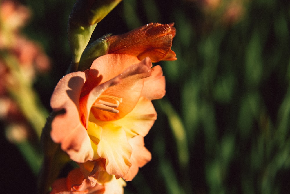 fotografia de foco seletivo de flor de pétalas de laranja