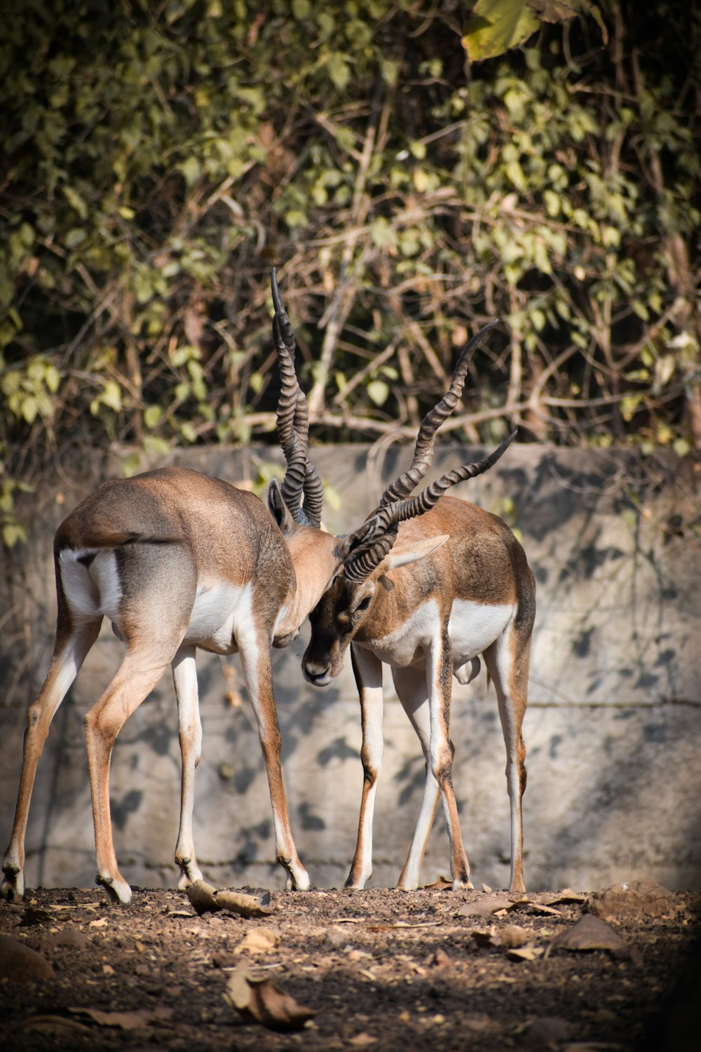 two gazelles facing each other