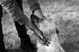 A person is gently holding the head of a dog with both hands, conveying a sense of tenderness and care. The scene is in black and white, enhancing the emotional connection between the human and the animal. The setting appears to be outdoors on a dirt or gravel surface.