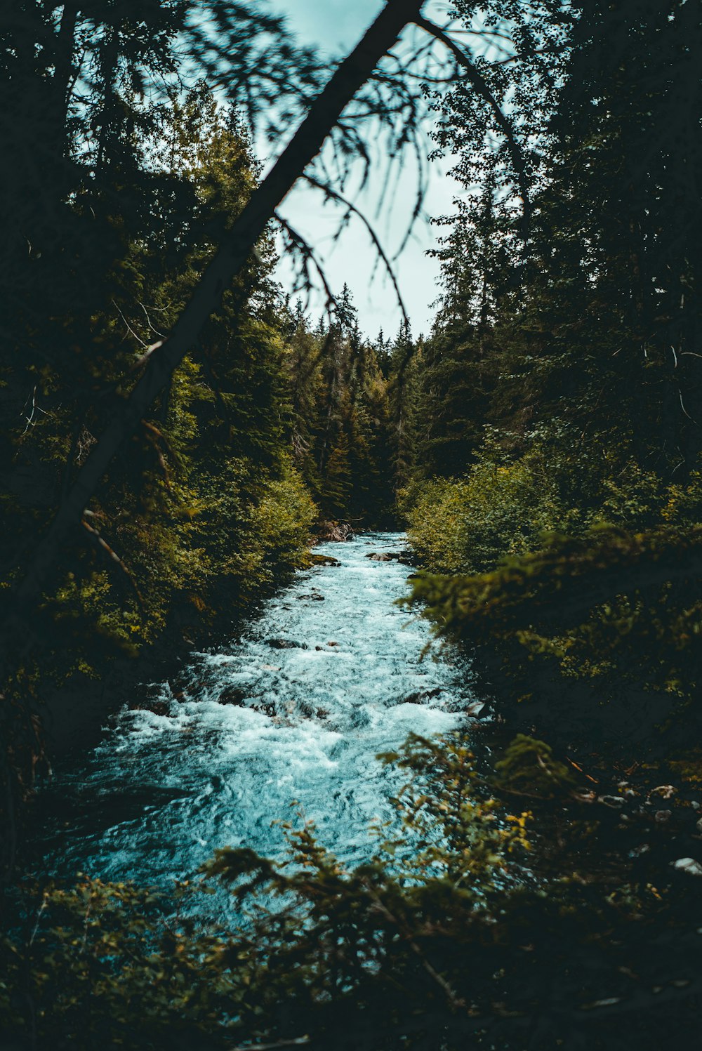 rivière entre les forêts