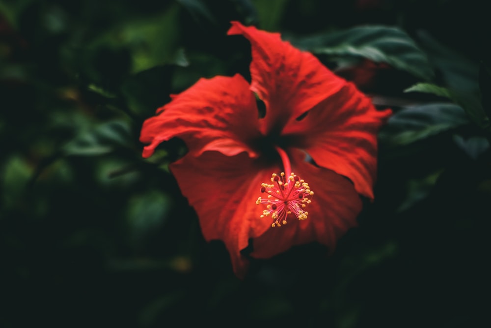 selective-focus photograph of flower