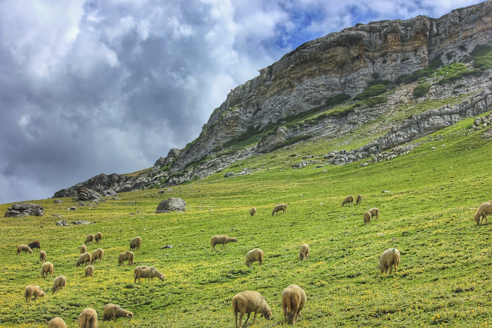 sheep on grass