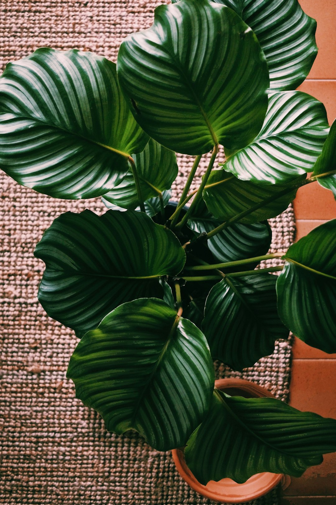 green-leafed plant