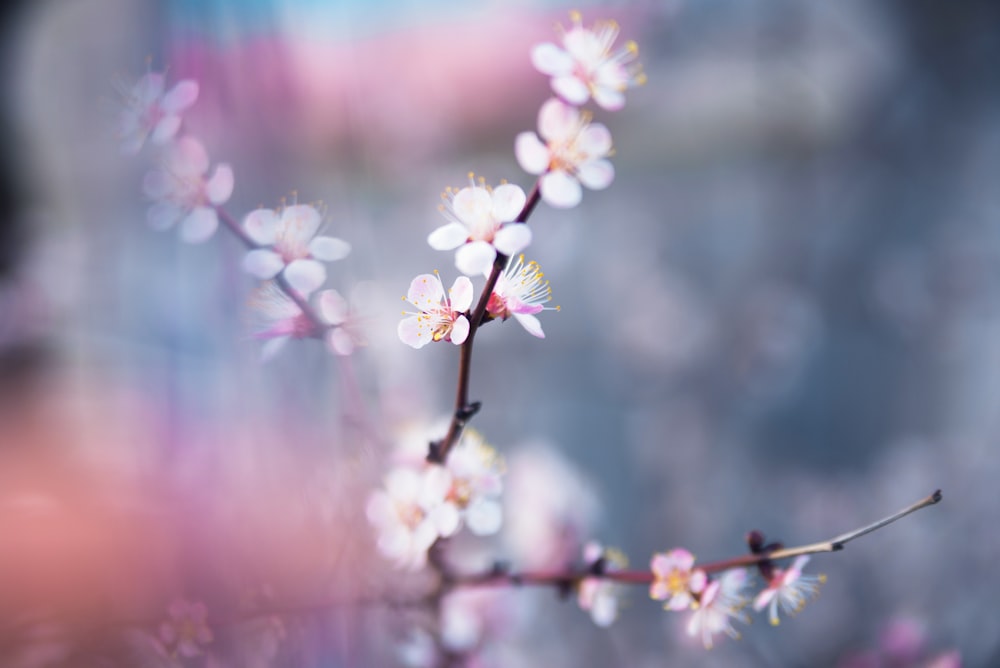 selective focus photography of white petaled flowers