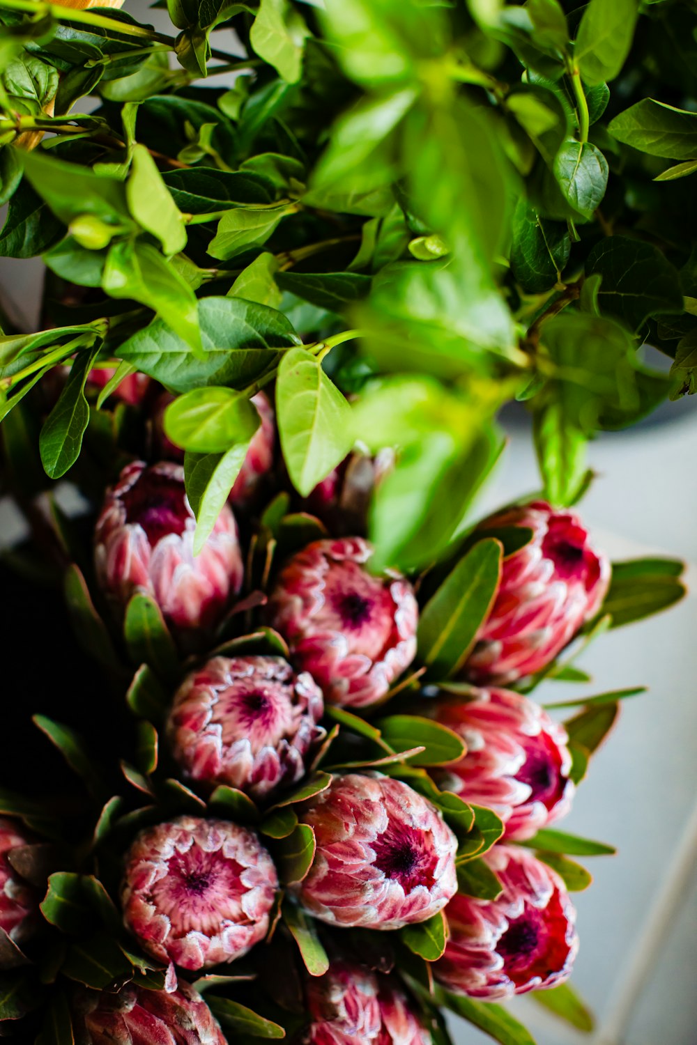 red-petaled flowers