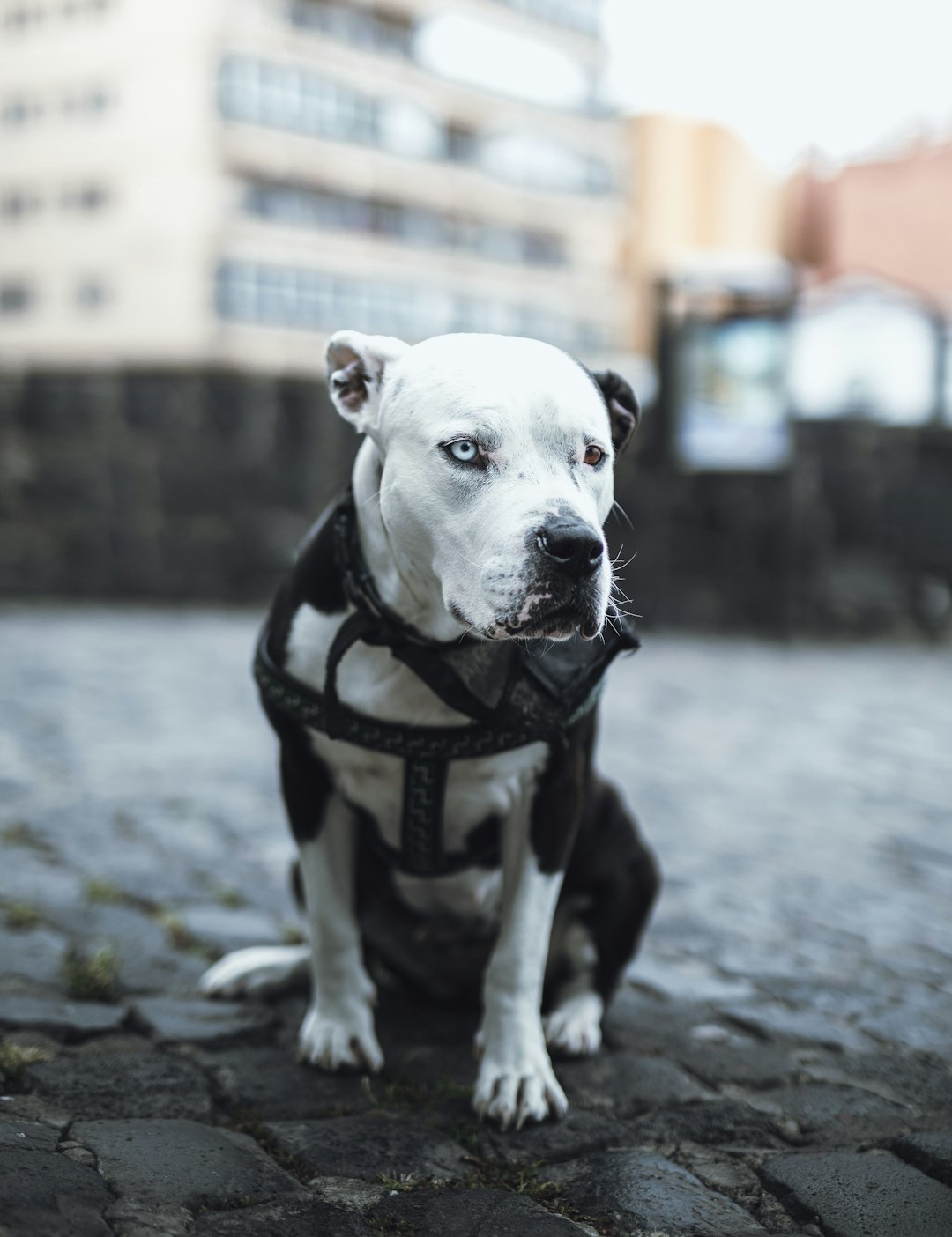 grey scale photography of dog sitting on ground