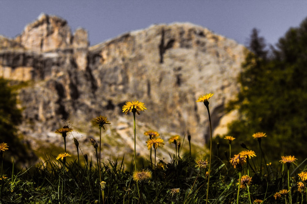 yellow-petaled flowers