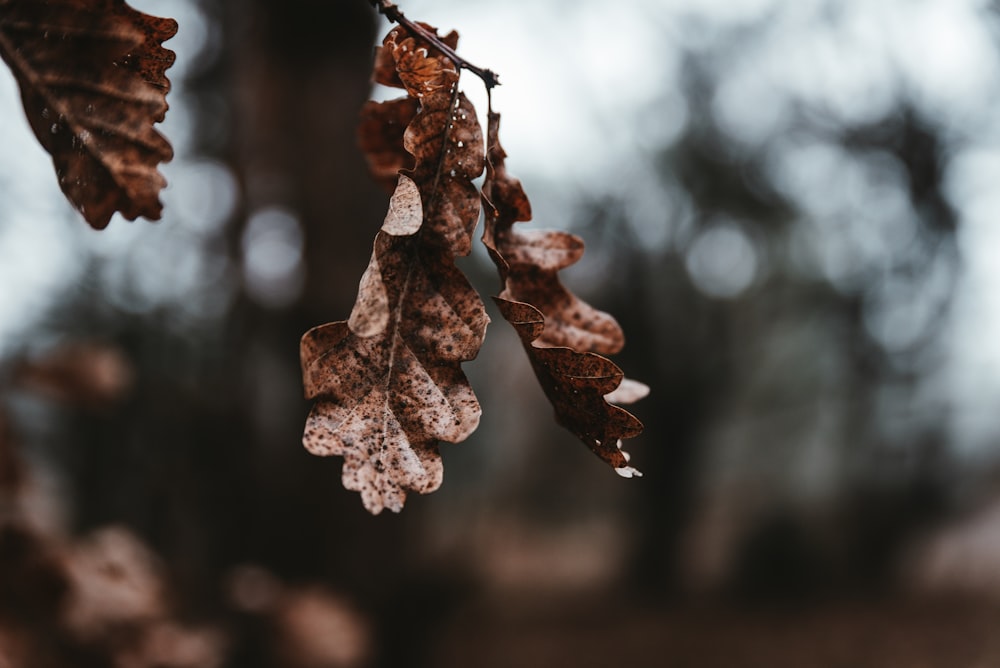 Selektive Fokusfotografie von braunen Blättern