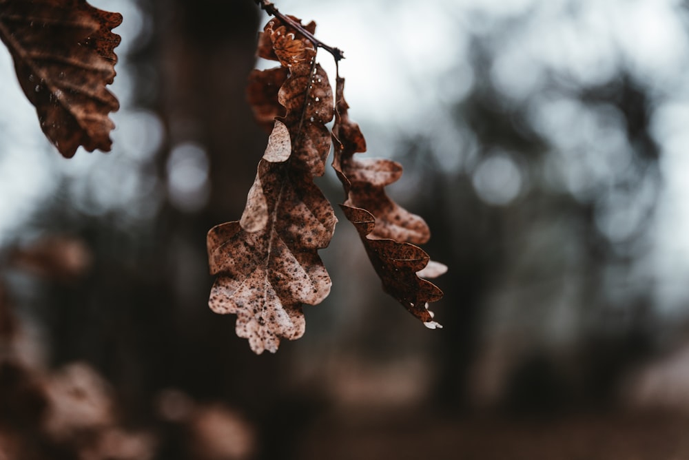 selective focus photography of brown leaf