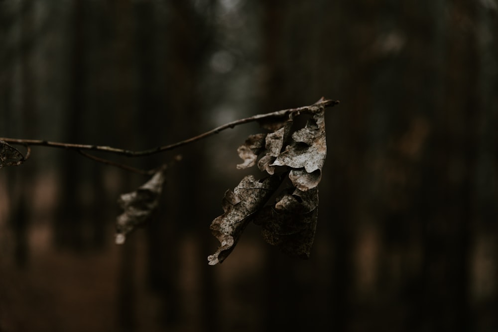 brown withered leaves