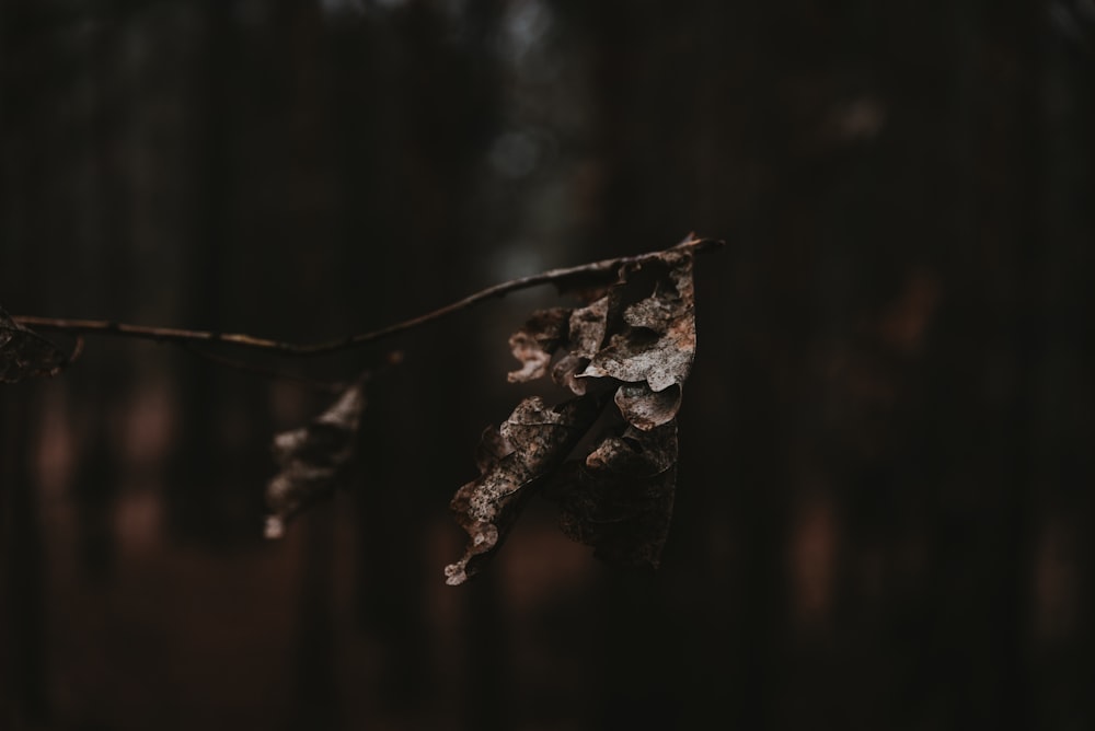 selective focus photography of brown leaf