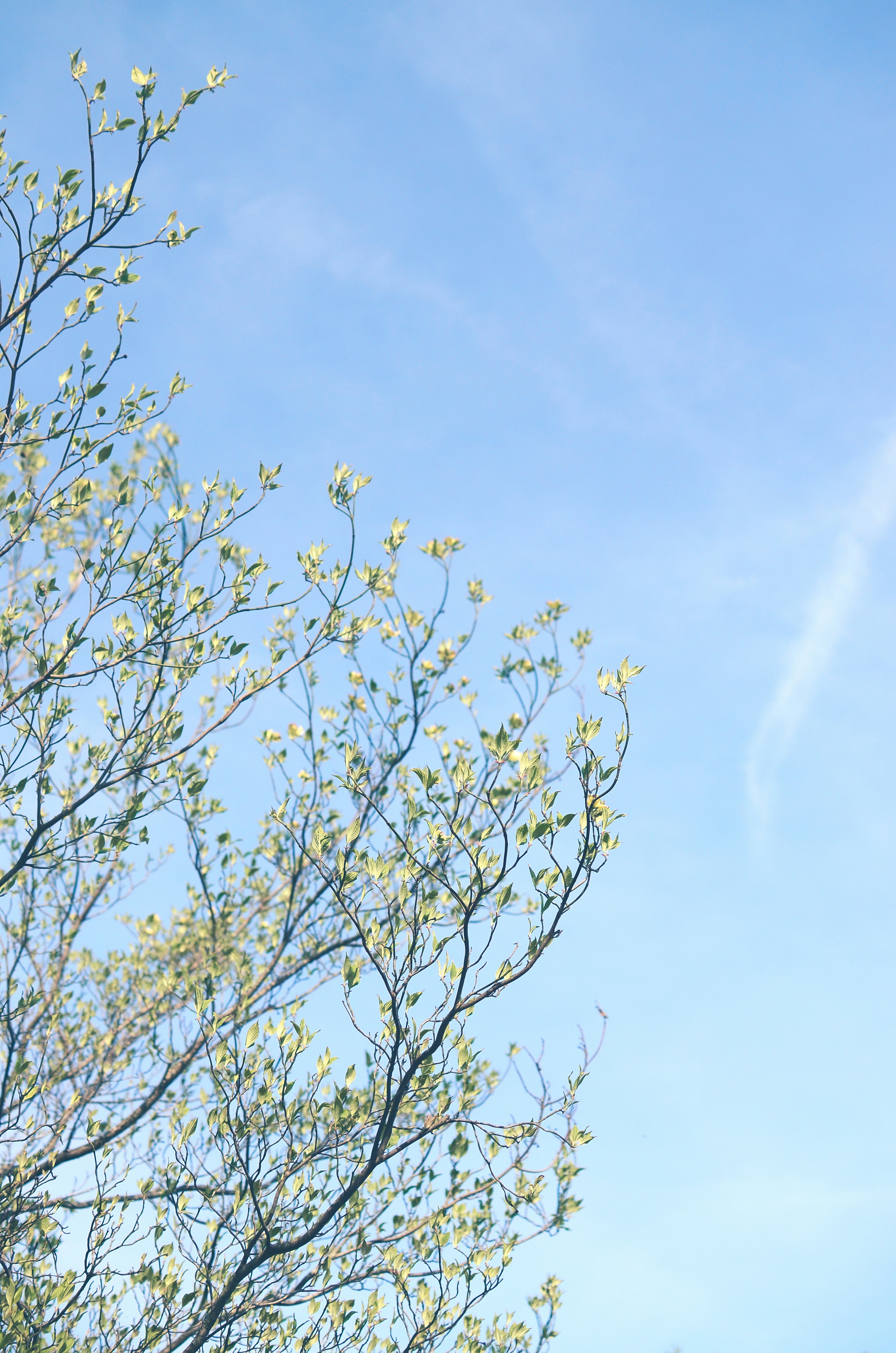 green tree
