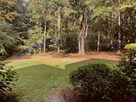 green grass field with trees background