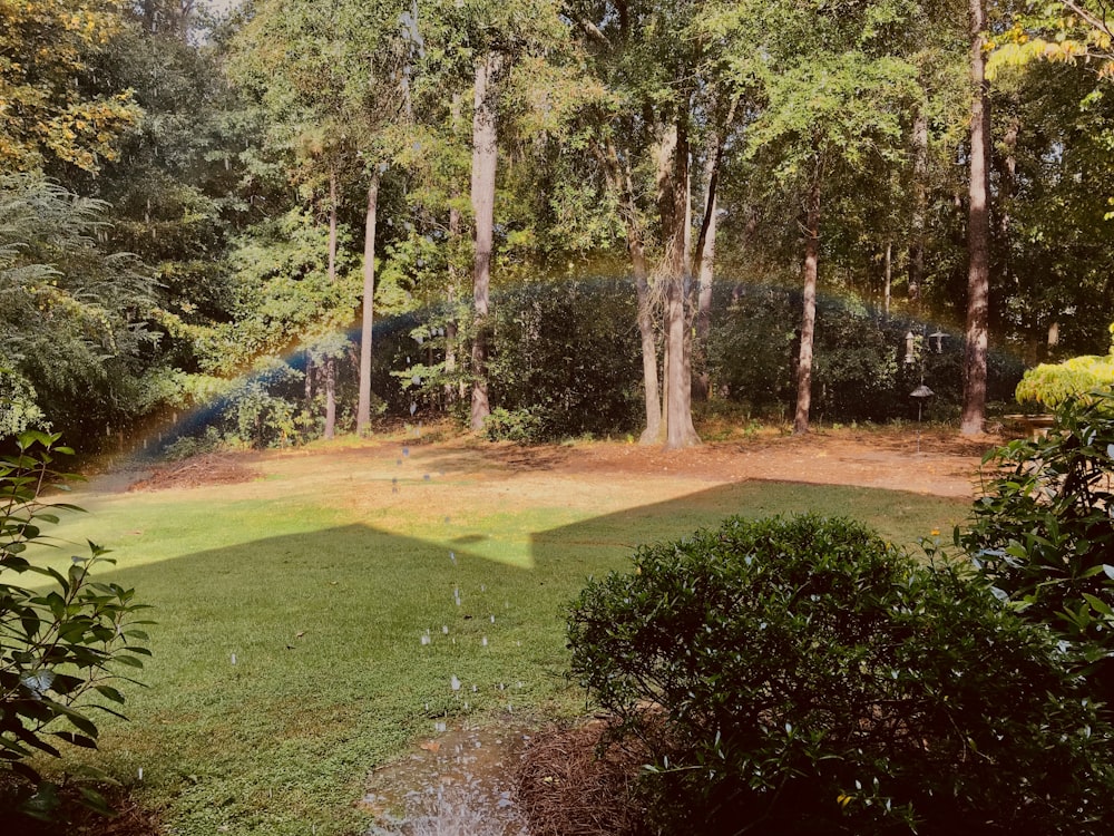 green grass field with trees background