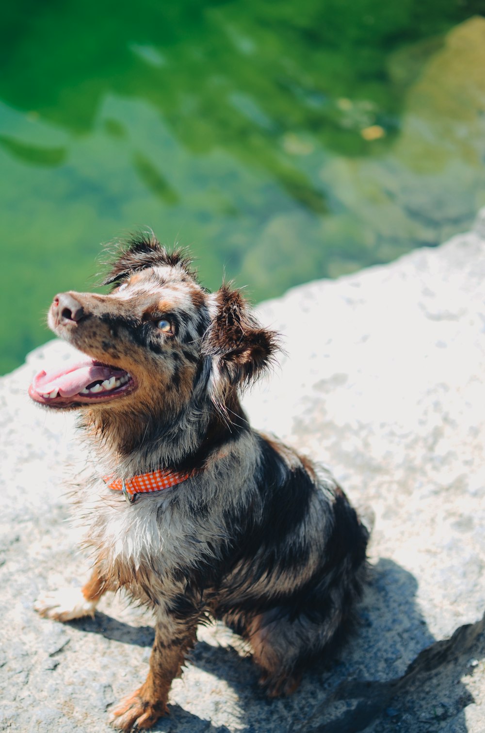 Perro marrón y gris sentado cerca de un cuerpo de agua durante el día