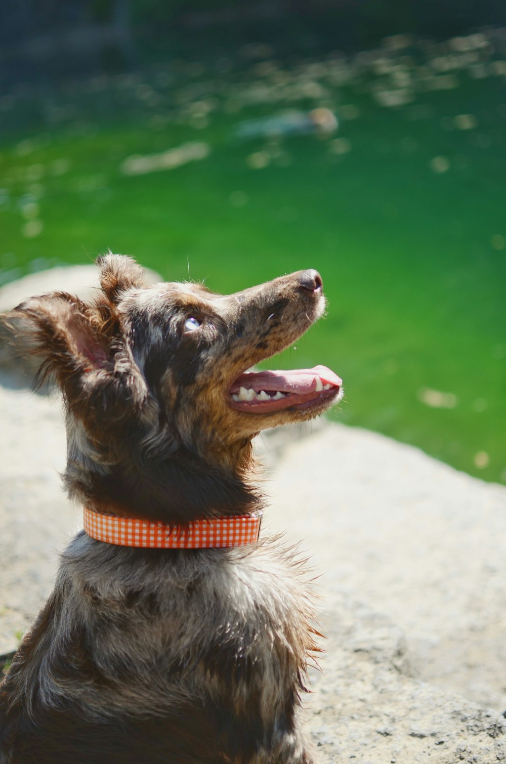 Perro marrón y gris de pelo largo cerca de un cuerpo de agua verde