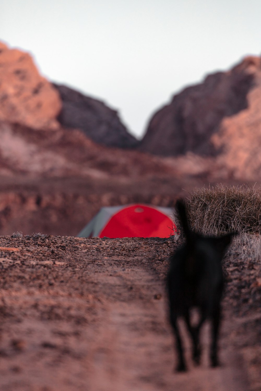 Un perro negro parado en la cima de un camino de tierra